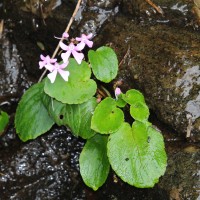 Impatiens acaulis Arn.